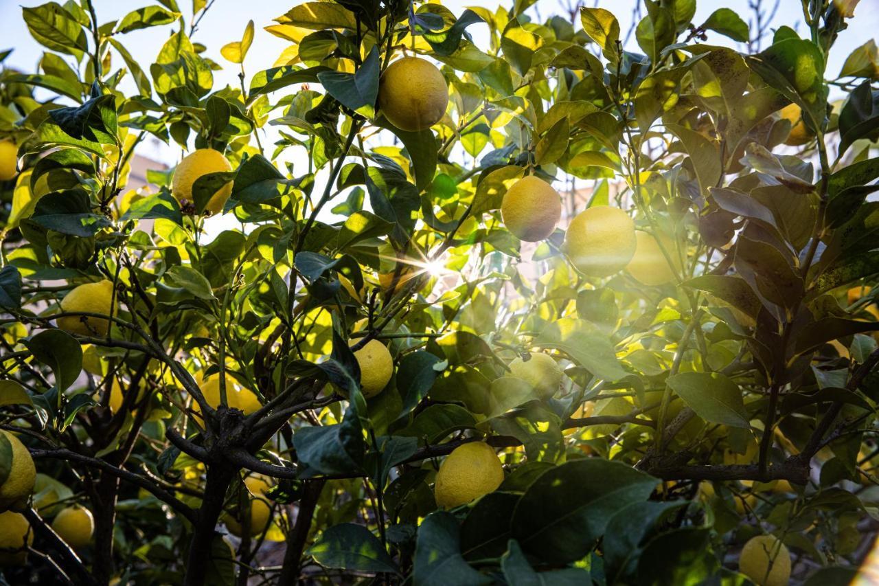 דירות וילפלור The Lemon Tree מראה חיצוני תמונה