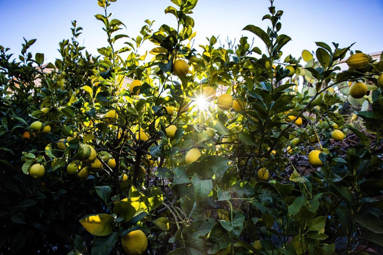 דירות וילפלור The Lemon Tree מראה חיצוני תמונה