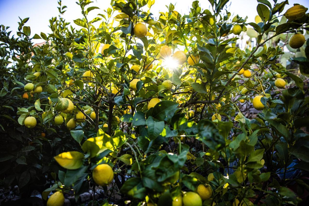 דירות וילפלור The Lemon Tree מראה חיצוני תמונה